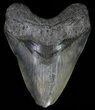 Serrated, Megalodon Tooth - Feeding Damaged Tip #63933-1